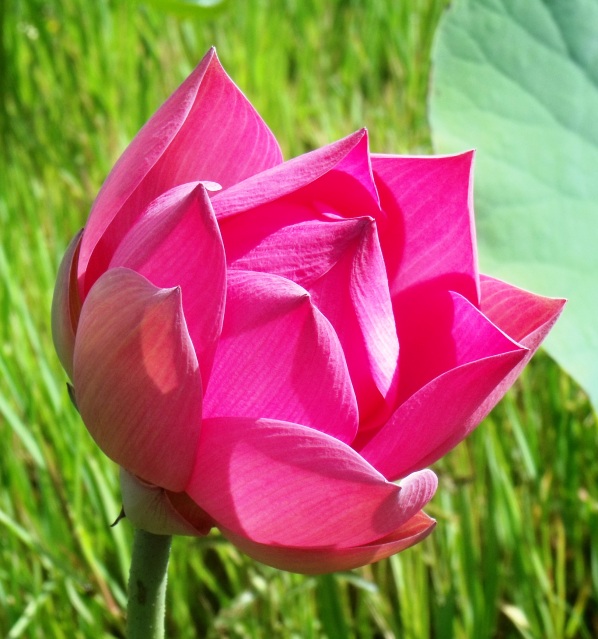 Lotus lily flower bud.