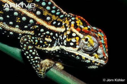 Jewelled chameleon. Photo: Jorn Kohler. Arkive.org.