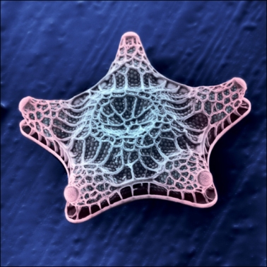 A diatom.Photo: deepbluehome.blogspot.com.