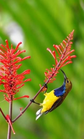 A male Yellow-bellied sunbird. visiting Odontonema strictum for nectar.