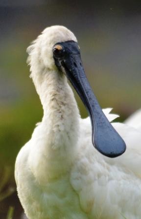 "Call that a beak? This is a beak!" Royal spoonbill. Centenary lakes. cairns. Photo: David Clode.