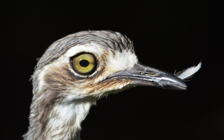 A goofy young curlew still has a feather in its beak after preening.