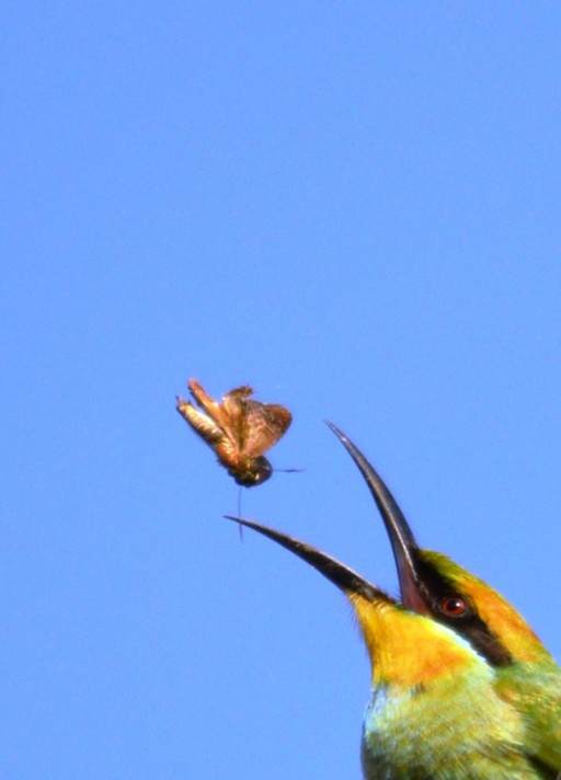Rainbow Bee-eater. Cairns cemetery. Photo: David Clode.