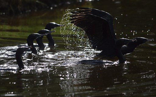 The team flies off to try another fishing spot. Little Black Cormorants, Saltwater Lake. Cairns. Photo: David Clode.