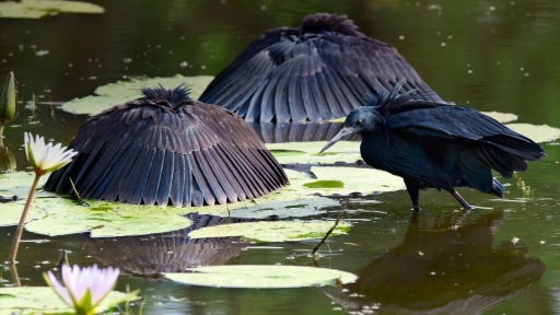 Black herons canopy fishing. Photo: fanaticcook.blogspot.com
