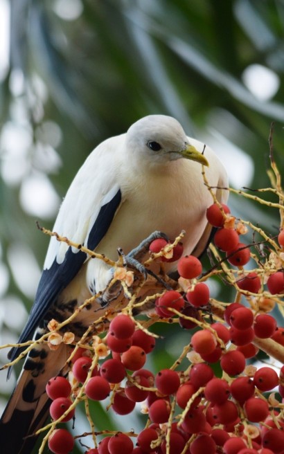 Torresian Imperial Dove. Photo: David Clode.