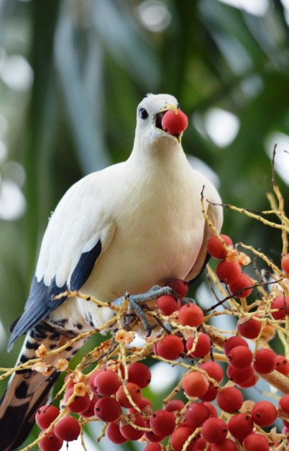 Torresian Imperial Dove. Photo: David Clode.