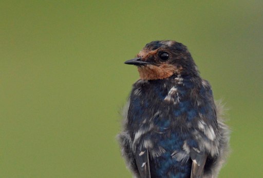 Juvenile swallow. Photo: David Clode.