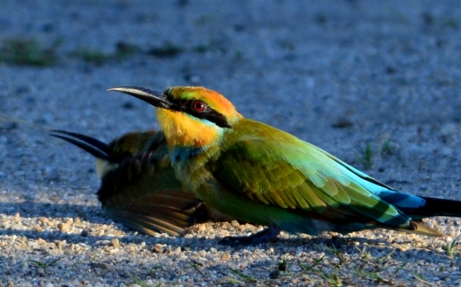 Bee-eaters enjoying a dust bath. Photo: David Clode.