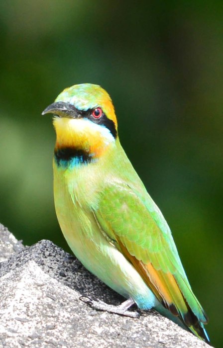 Rainboe Bee-eater