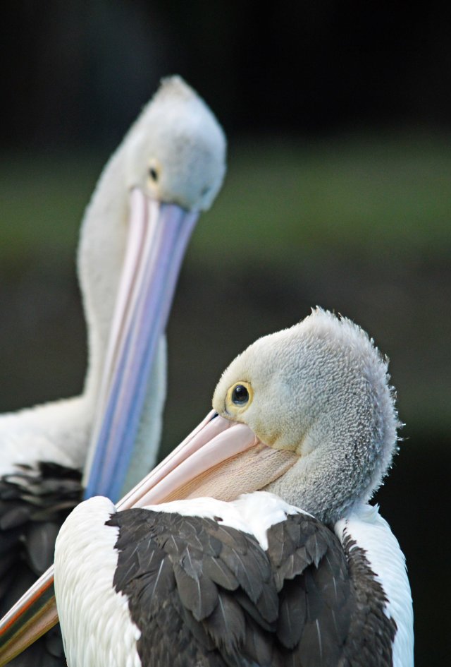 Pelican time out. Freshwater lake, Cairns. Photo: David Clode.