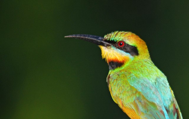 Rainbow Bee-eater. Photo: David Clode.