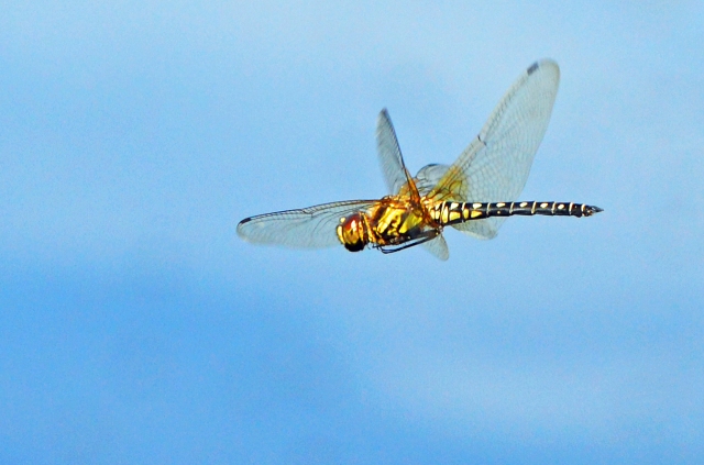 Dragonfly in flight. photo: David Clode.