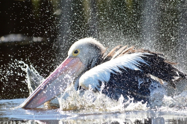 Bathing pelican, Freshwater Lake, Cairns. Photo: David Clode.