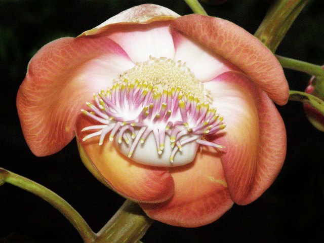 Cannoball tree flower. Photo: David Clode.