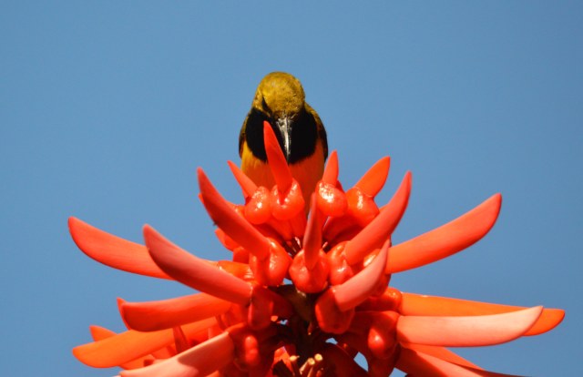 Yellow-bellied Sunbird, Coral tree Erythrina indica. Phot: david Clode, Cairns Botanic gardens.
