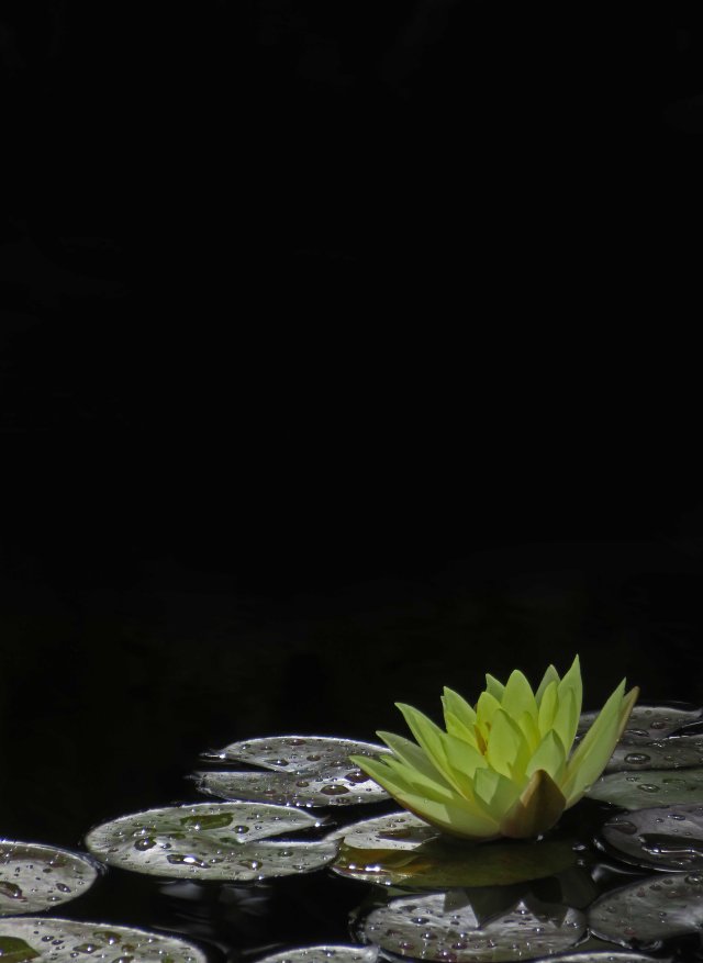 Water Lily background. Photo: David Clode.