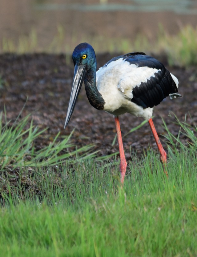 Jabiru or Black necked Stork. Freshwater Lake, Cairns. Photo: David Clode.