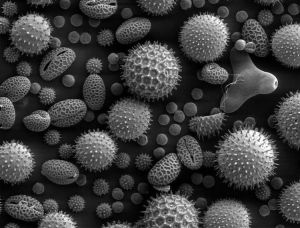 SEM image of pollen grains. Photo: www.avomeen.com.
