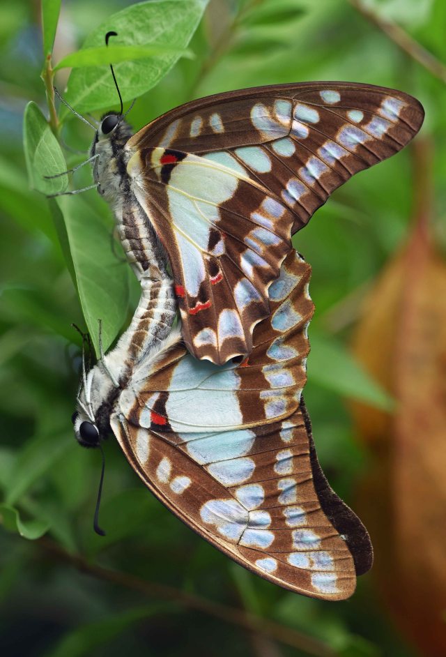 Mating Pale green Triangle butterflies Graphium euryplus. Photo: David Clode
