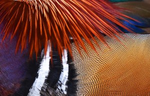 Mandarin duck plumage. Photo: David Clode.