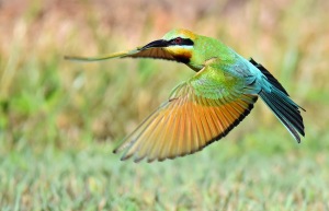 Rainbow Bee-eater flying over its nest (an underground tunnel). Photo: David Clode.
